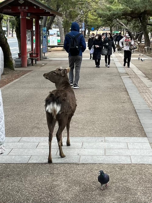 京都自由行奈良