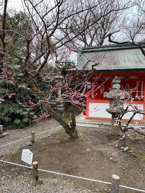 北野天滿宮的櫻花