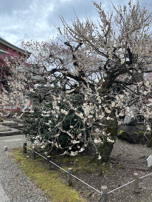 北野天滿宮的櫻花