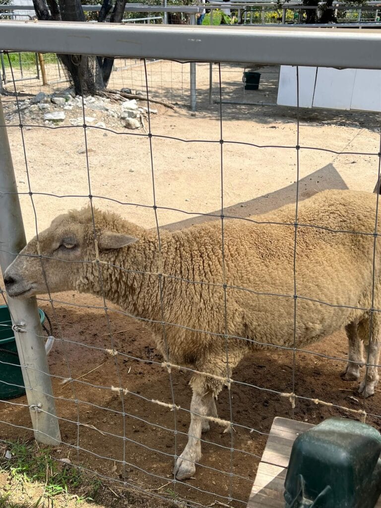 神戶動物王國
