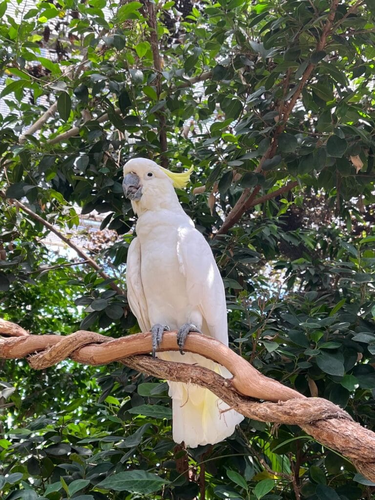 神戶動物王國