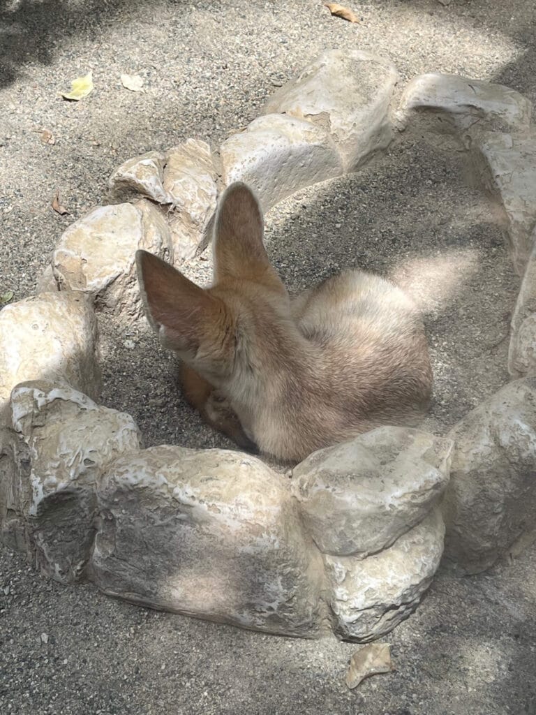 神戶動物王國