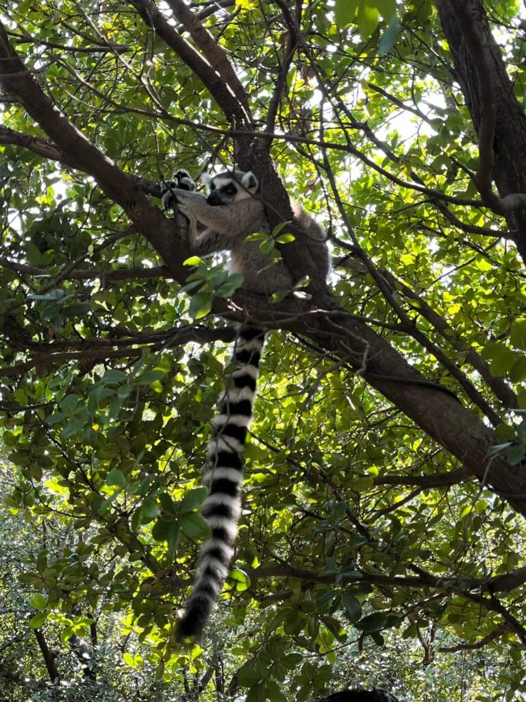 神戶動物王國