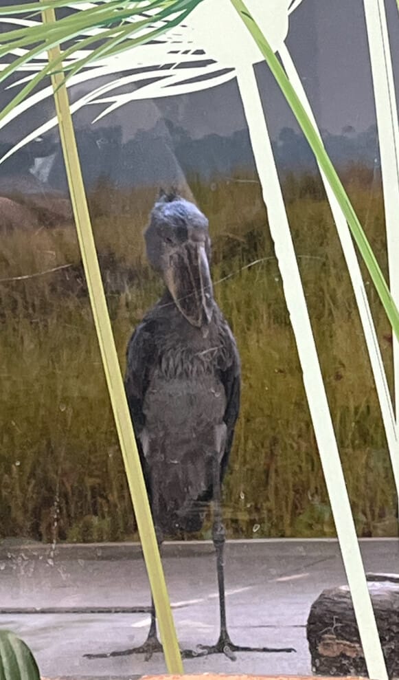 神戶動物王國：Shoebill