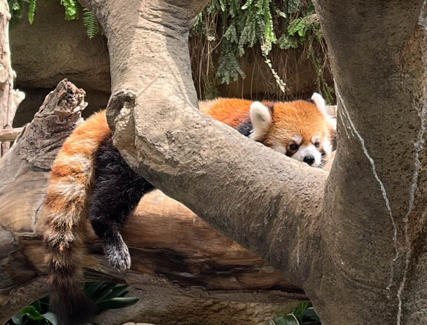 神戶動物王國