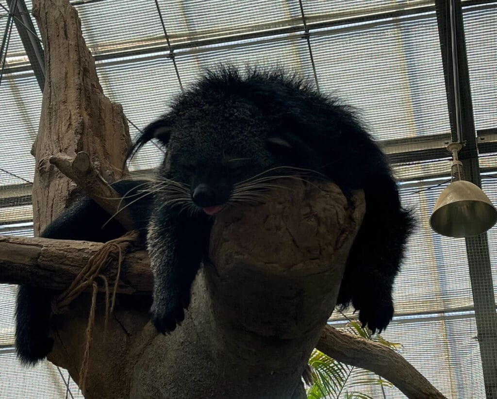 神戶動物王國