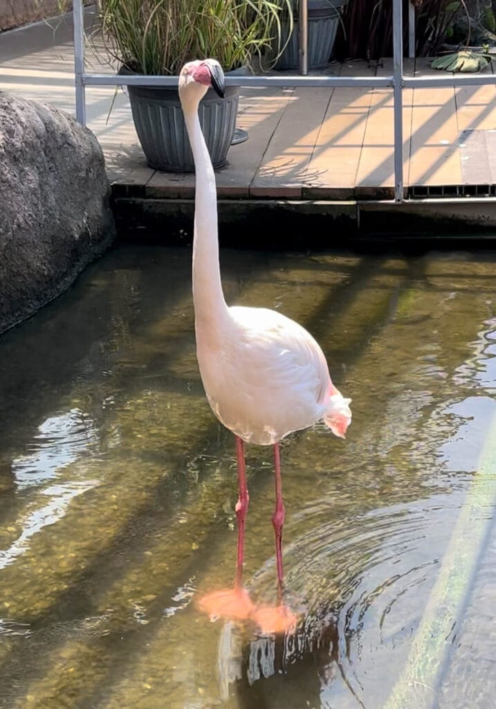 神戶動物王國