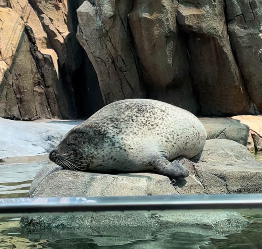 神戶動物王國