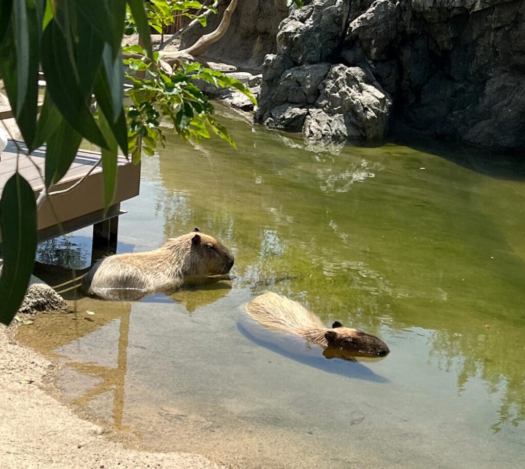 神戶動物王國