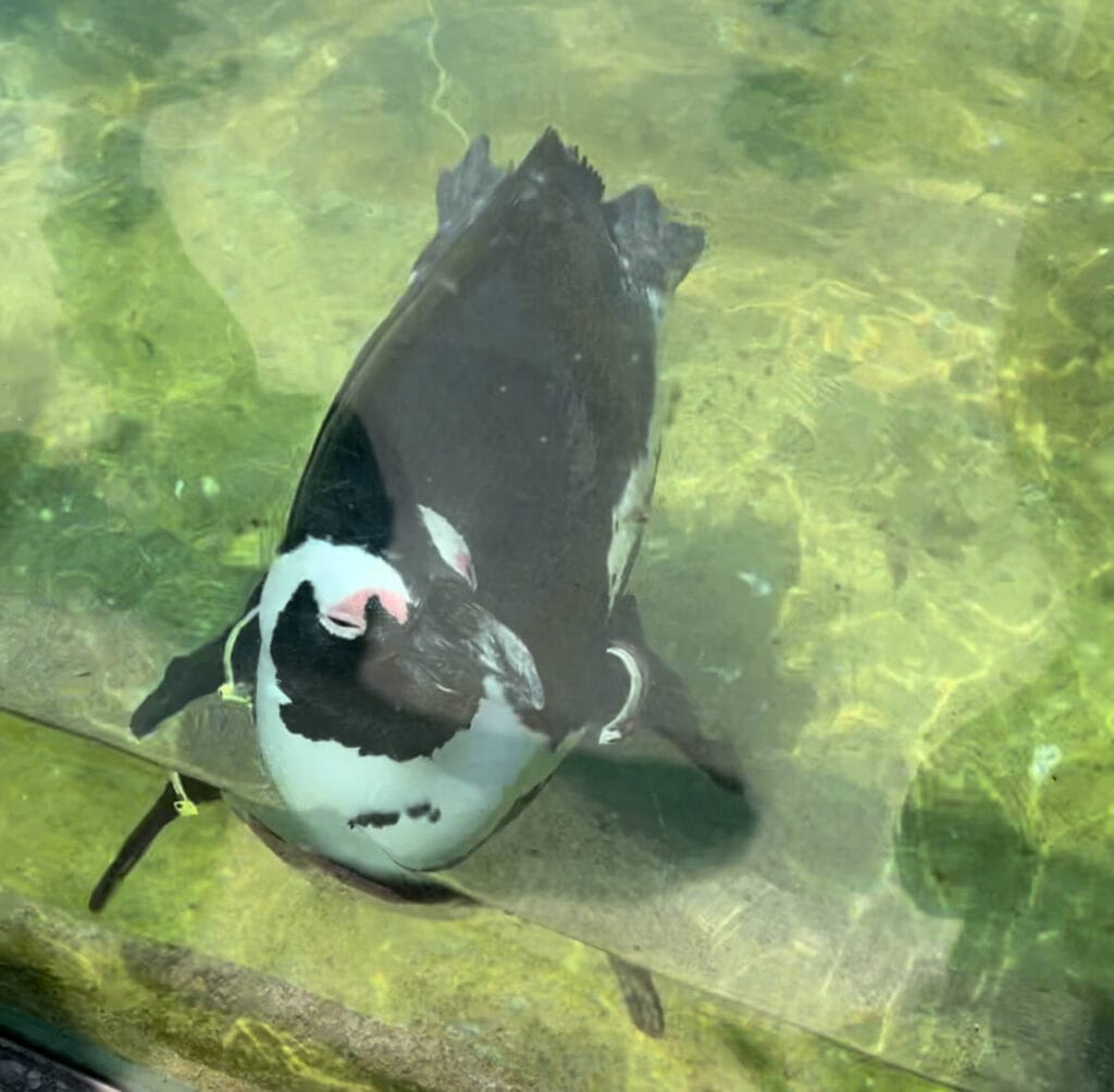 神戶動物王國：非洲企鵝