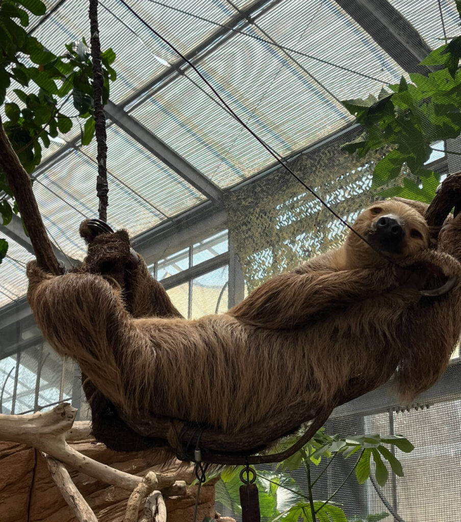 神戶動物王國：樹懶（Sloth）
