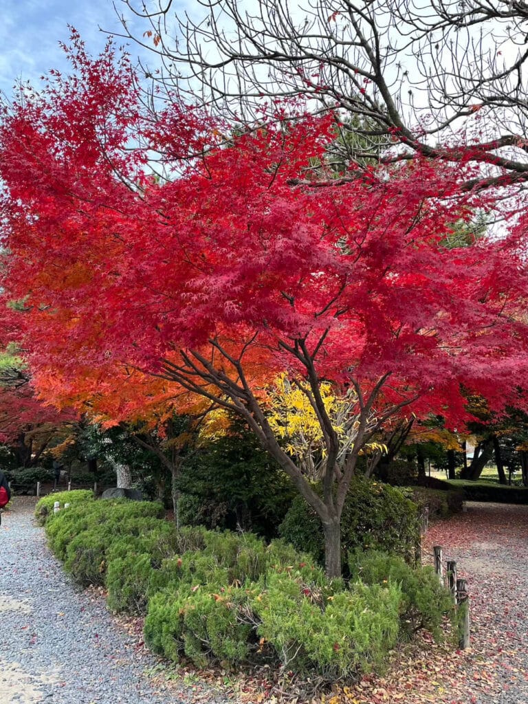 名古屋城公園
