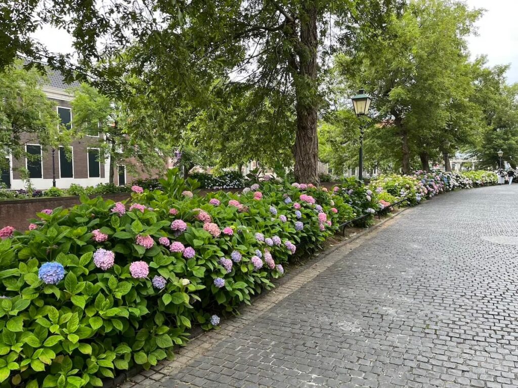 豪斯登堡繡球花街景